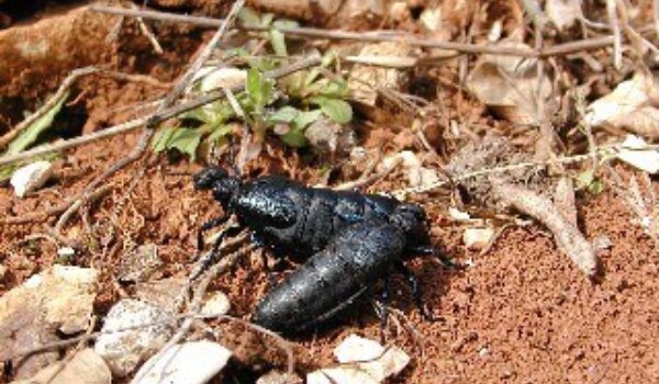 Čudnovati insekti kod Gradola