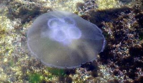 Poreč: Pojavile se ogromne meduze