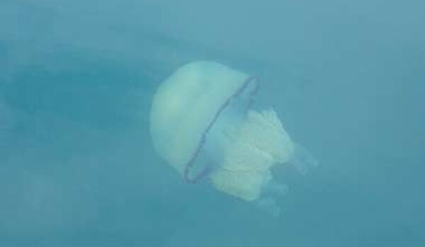 Poreč: zanimljiva fotografija meduze u porečkom akvatoriju