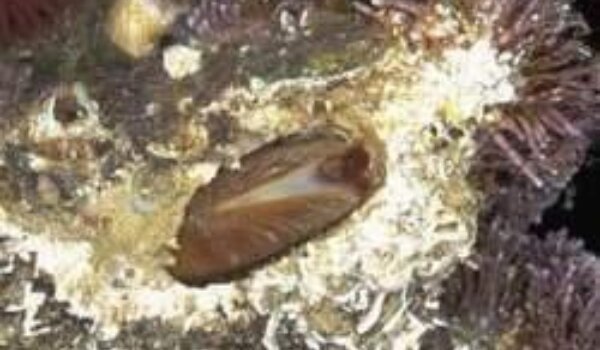 Porečan i Tarežan uhvaćeni u izlovu prstaca
