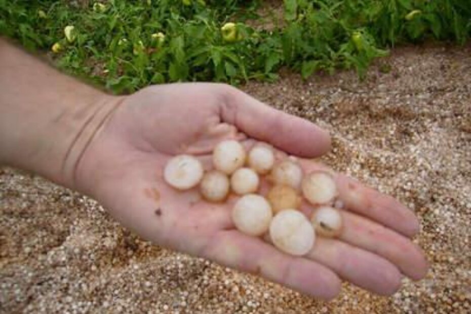 Tuča veličine lješnjaka