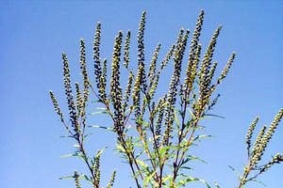 Grančica ambrozije u okolici Funtane