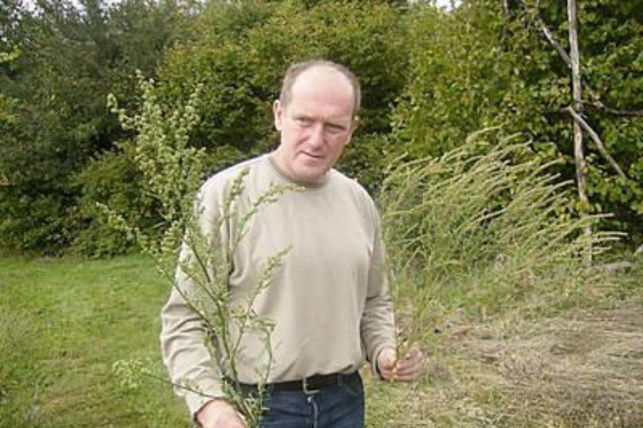 Fitosanitarni inspektor Mladen Munđer s lobodom (lijevo) koja se često zamjenjuje s ambrozijom (desno)