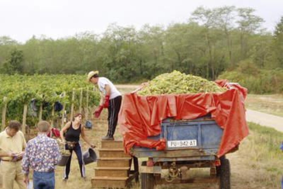 Proizvođači grožđa su odahnuli - detalj s berbe