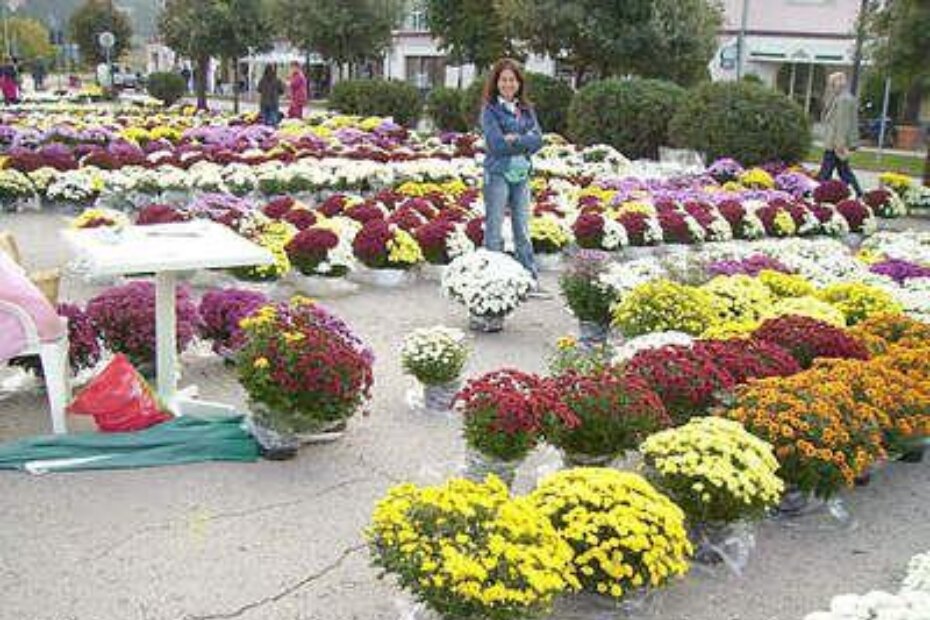 Krizanteme na porečkoj tržnici