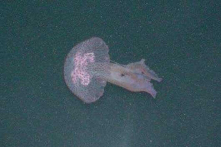 Pelagia Noctiluca