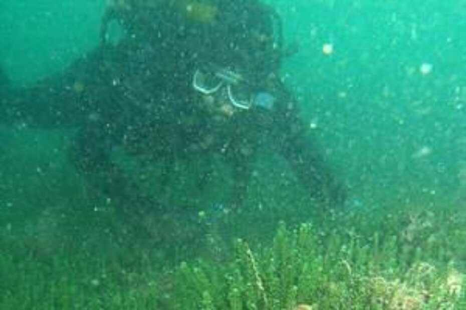 Novo nalazište Caulerpe racemose kod rta Šiloka