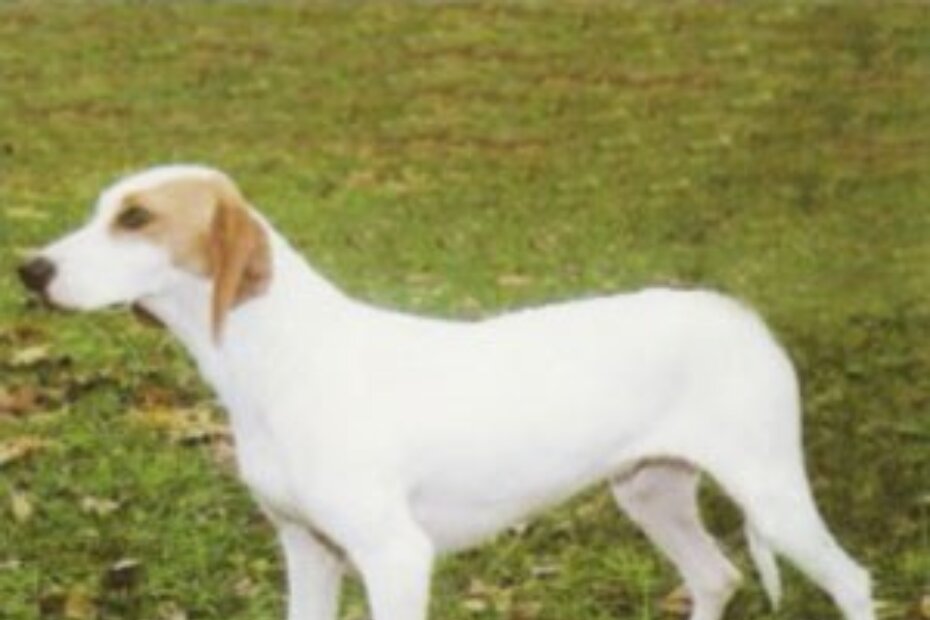 Istarski kratkodlaki gonič