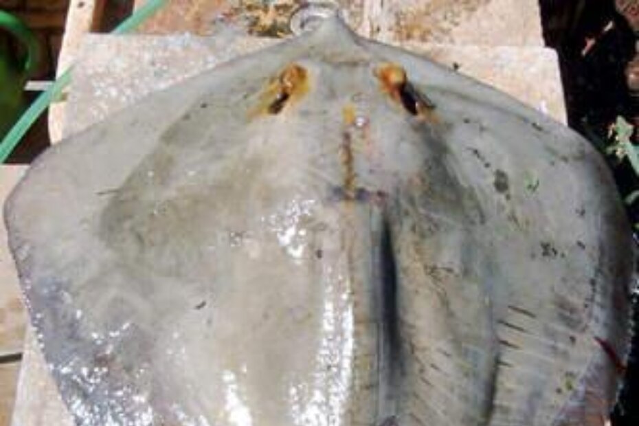 Uz pauka jedna od opasnijih riba je i golub koji repom i bodljom može nanijeti opasne rane pa i smrt