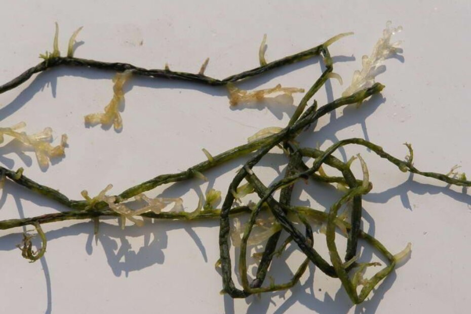 Caulerpa racemosa otkrivena prošloga tjedna u Bijeloj uvali