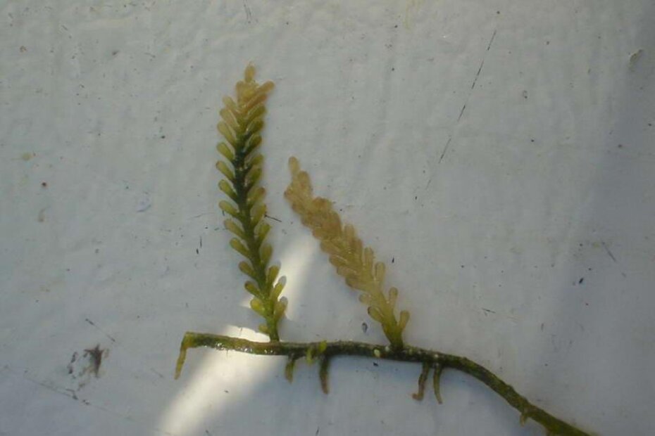 Caulerpa racemosa