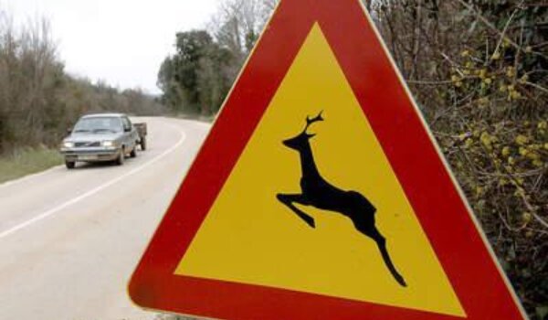 Vikend na istarskim cestama: 17 naleta na divljač