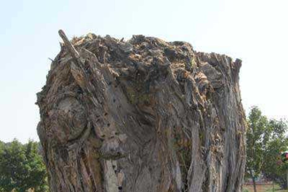 Prepiljeno deblo sa jasnim tragovima nametnika koji su ga učinili šupljim poput sira