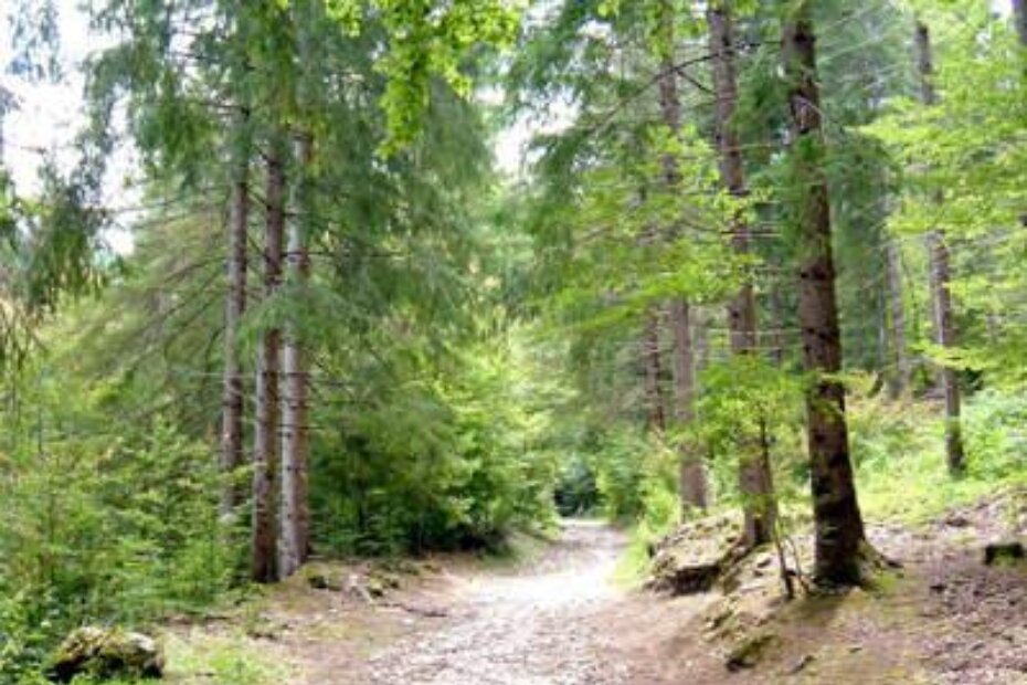 Ljudska lubanja pronađena je uz puteljak u šumi između Nedešćine i Štrmca