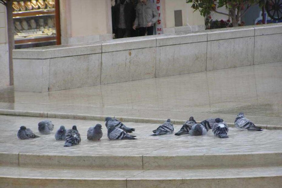 Mirno su se kupali dok smo ih fotografirali iz neposredne blizine