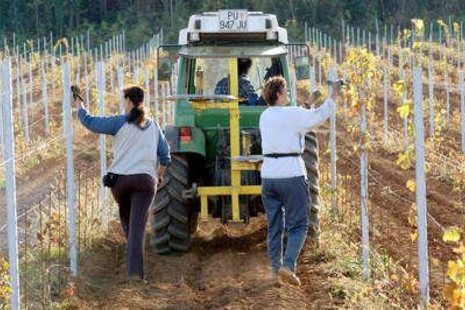 Razvlačenje žice između loza