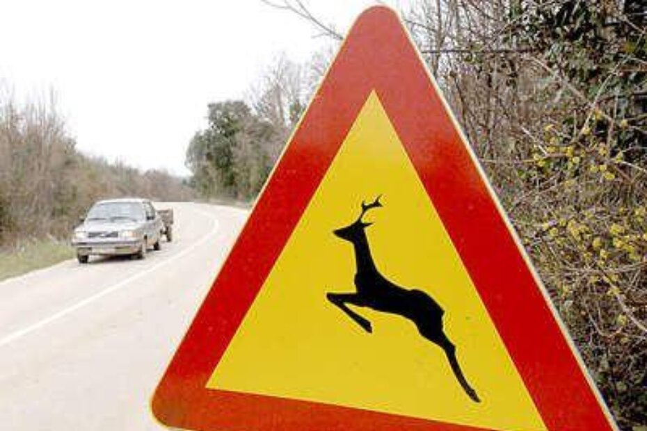 Odštete vlasnicima vozila opterećuju poslovanje lovačkih društava