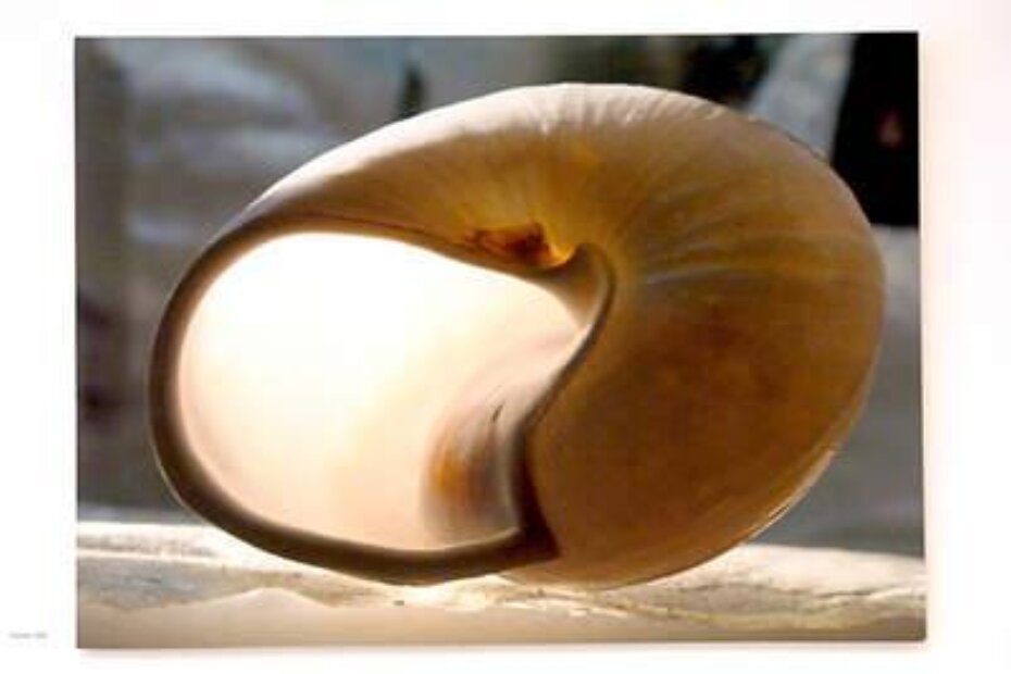 'Školjke', jedan od pet izloženih ciklusa