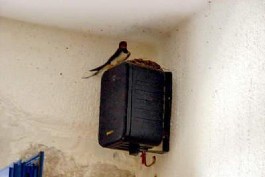 Zanimljivost je da gnijezdo nije zalijepljeno za zid, već se nalazi na zvučniku