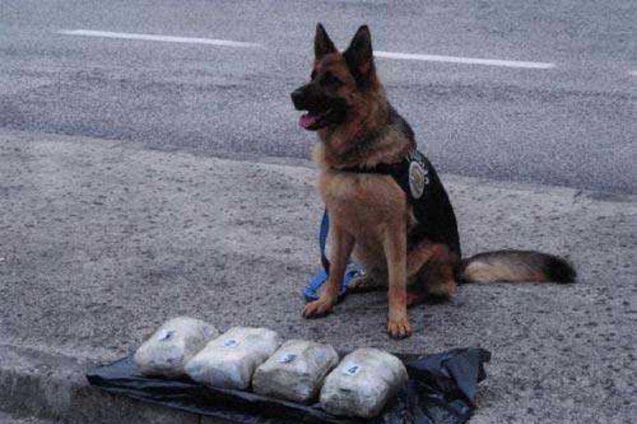 Chips sa svojim ulovom