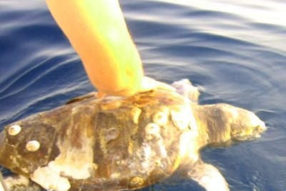 Glavata želva je ugrožena morska vrsta