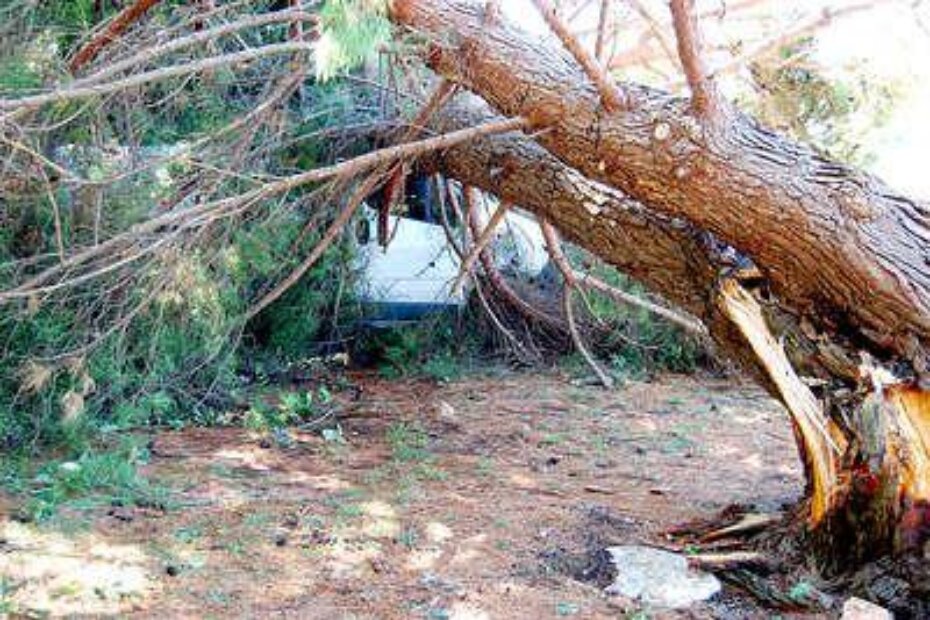 U Sv. Pelegrinu stablo se srušilo na kombi