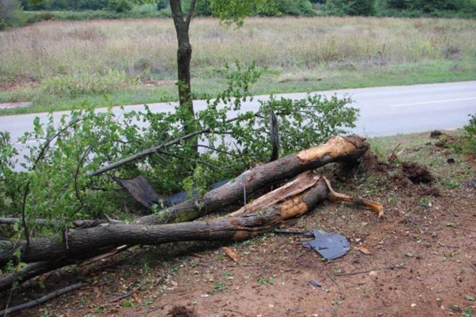 Vozač Citroena prepilio je stablo