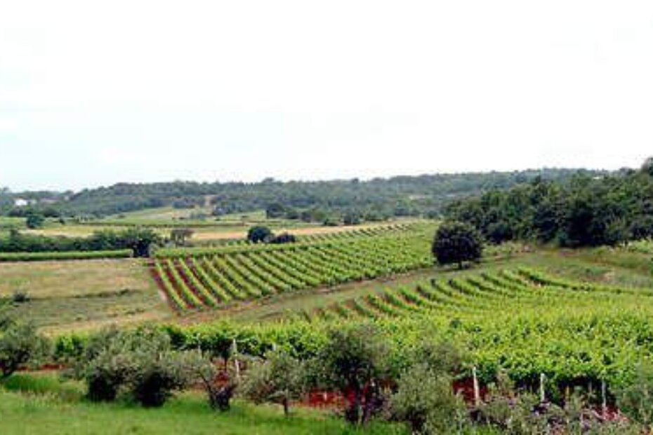 Vižinadski vinogradi