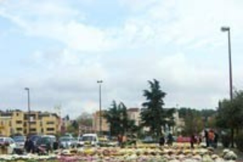 Prodaja krizantema na gradskom parkiralištu