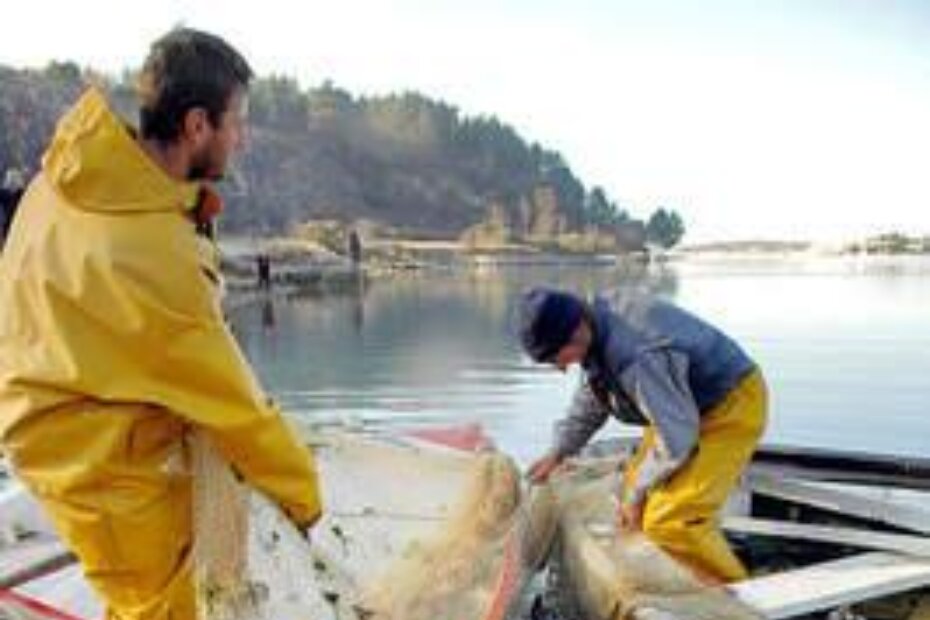 Tarska vala - važan potencijal je i ribarstvo
