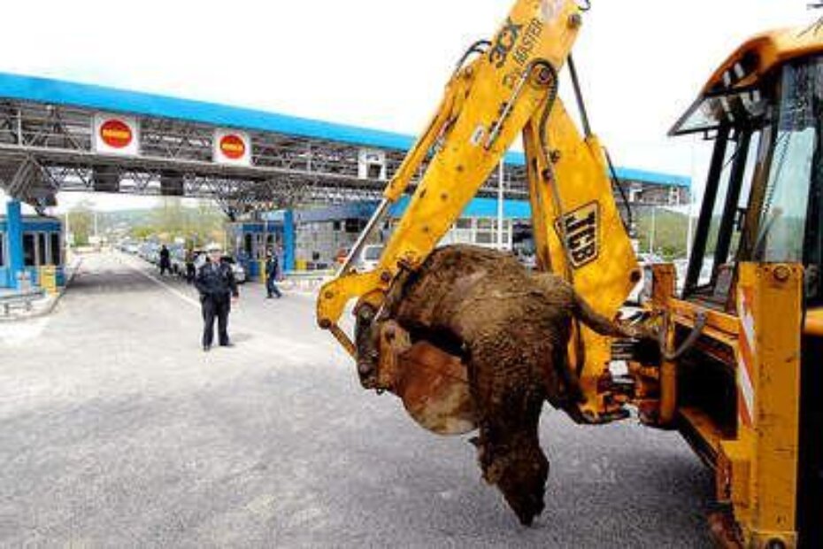 Nakon iskopavanja kobila je prevezena u riječku Veterinarsku stanicu na neškodljivo uklanjanje