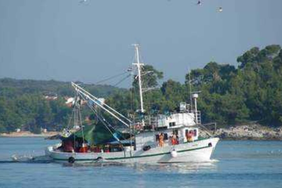 Plivarica puna srdele stiže u rovinjsku luku