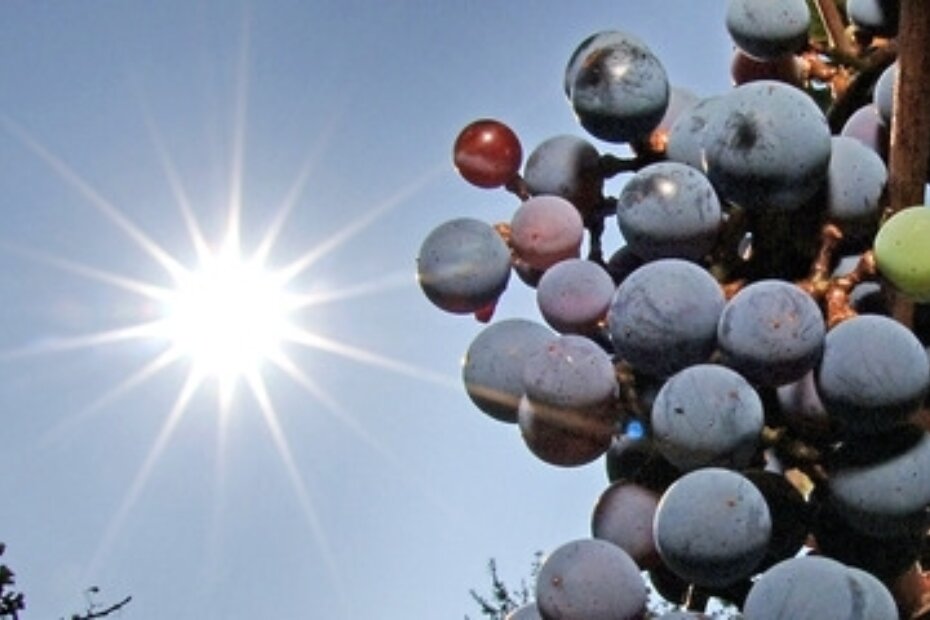 Idealni uvjeti za berbu u vinogradima i maslinicima, E. S.