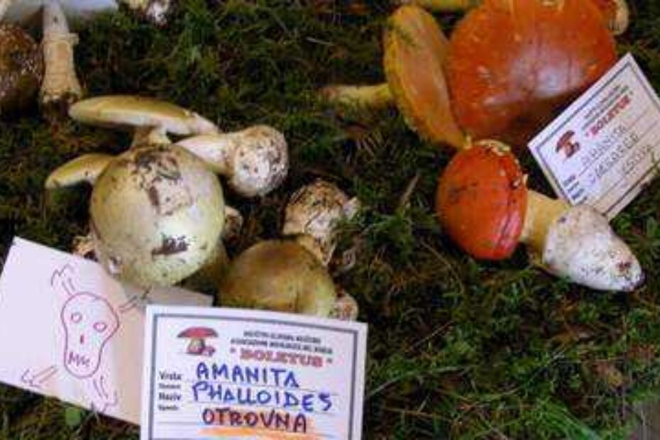 Jedna amanita (zel. pupavka) donosi smrt, a druga (blagva) je izvrsna