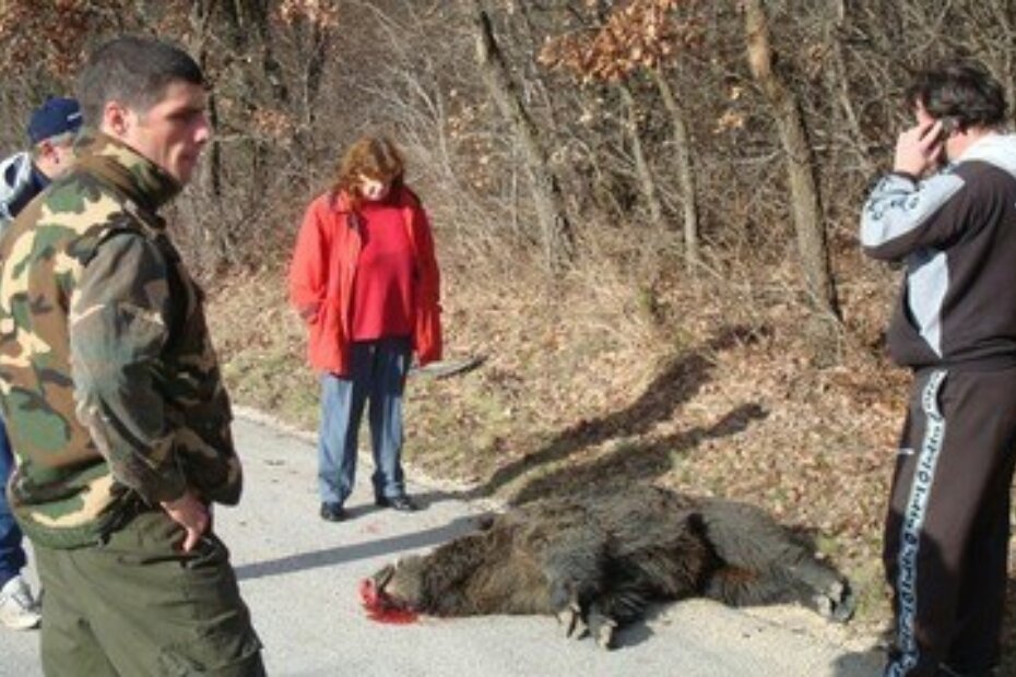 Životinja teška 170 kg skončala je pod kotačima automobila