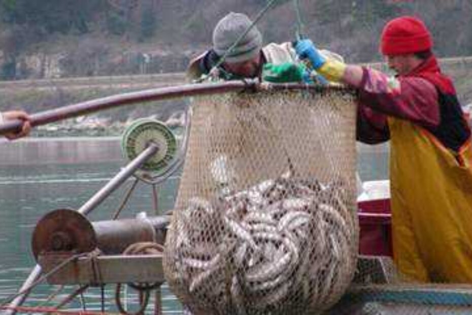 Grad Novigrad će otkupiti 750 kilograma ribe (T. KOCIJANČIĆ)