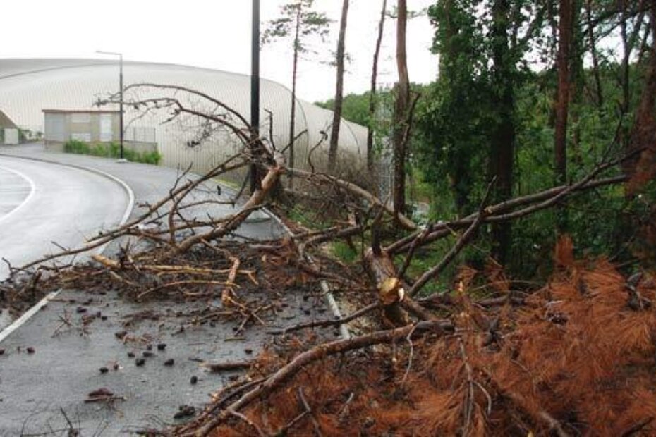 Srušena stabla kod sportske dvorane na Žatiki