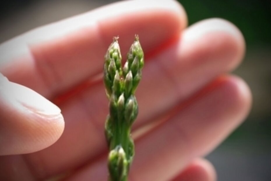 Dvoglava šparuga (S. SARDOZ)