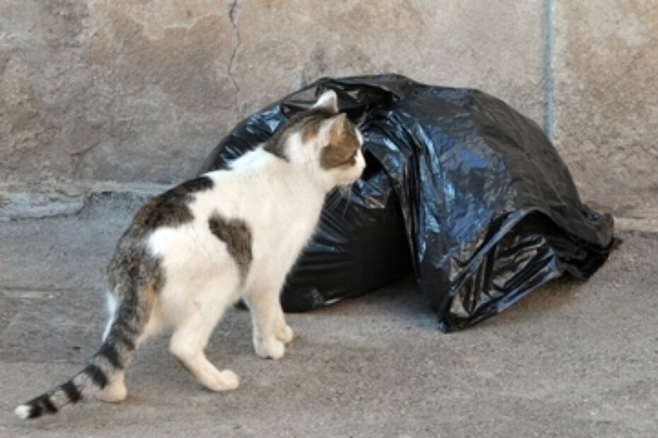 U naselju Coki pronađena mačka zaražena bjesnoćom (arhiva/NL)