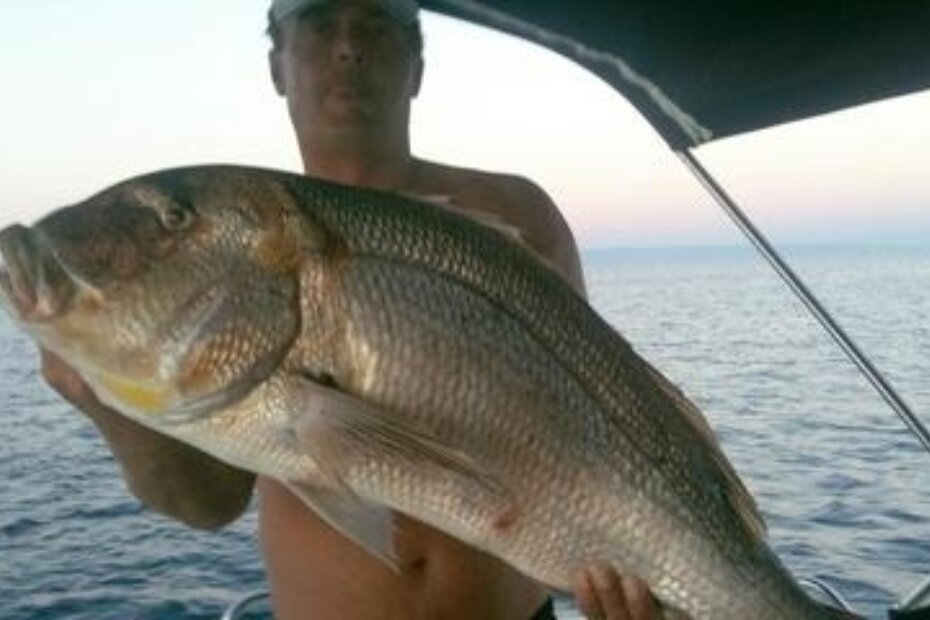 Berislav i divovski brancin