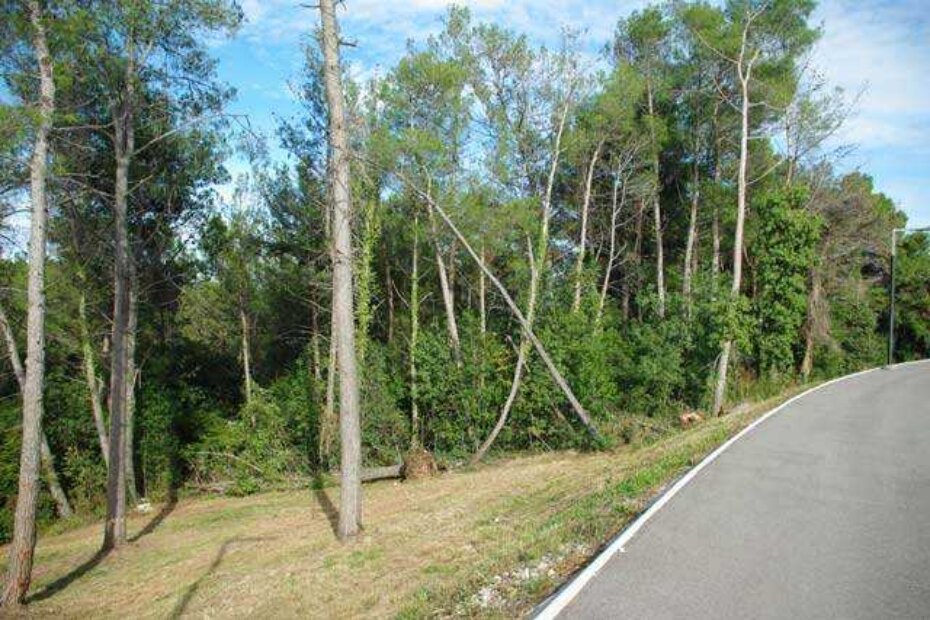 Stabla naslonjena na okolnu šumu