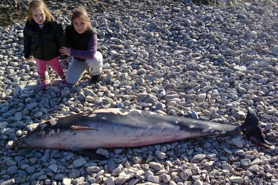 Izranjavano tijelo dupina pronađeno je na plaži autokampa Ulika