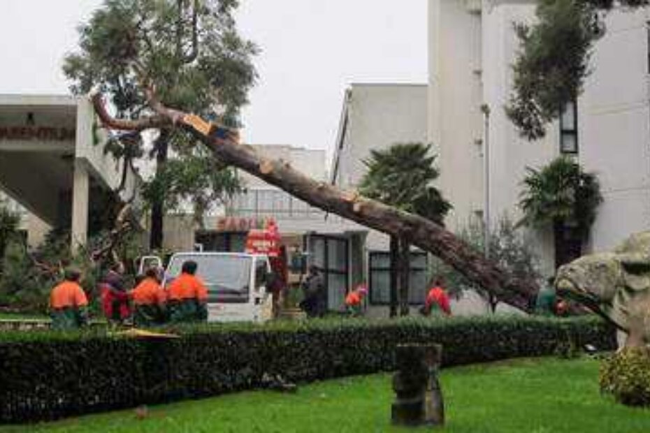 Natopljena zemlja nije uspjela zadržati težinu starog stabla