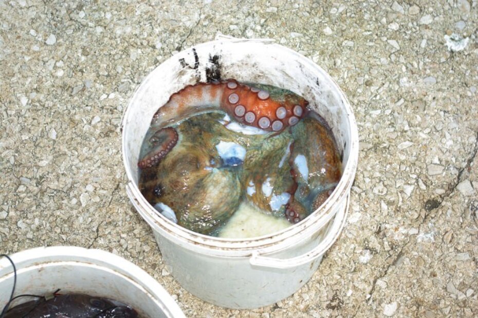 Pun "šić" jedne hobotnice