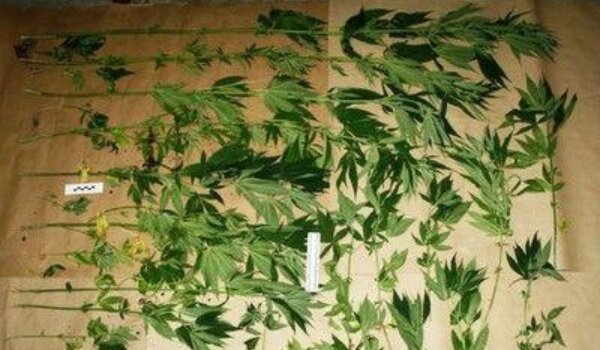 Talijani uzgajali marihuanu kod Vižinade