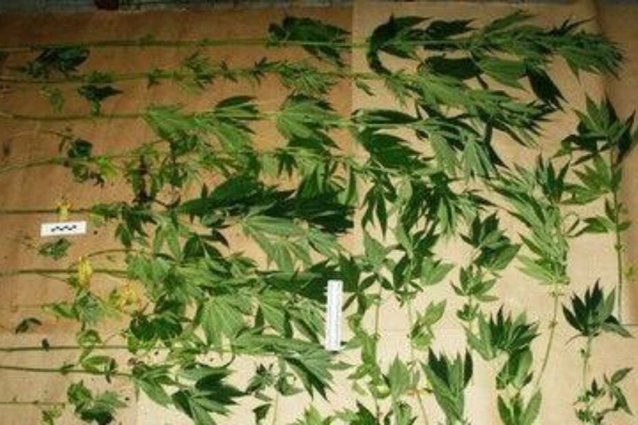 Izvor: PU istarskaistarska