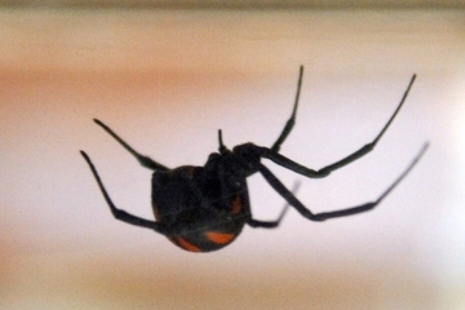 Namnožile se na Vodnjanštini, stigle i do Novigrada - crne udovice