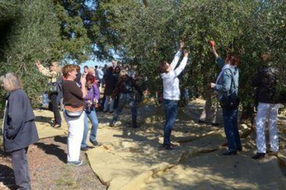 Goste iz Austrije bura nije omela u berbi