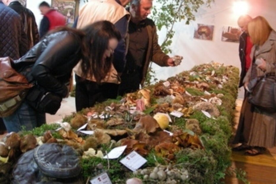 Posjetitelji su mogli razgledati čak 170 vrsta gljiva