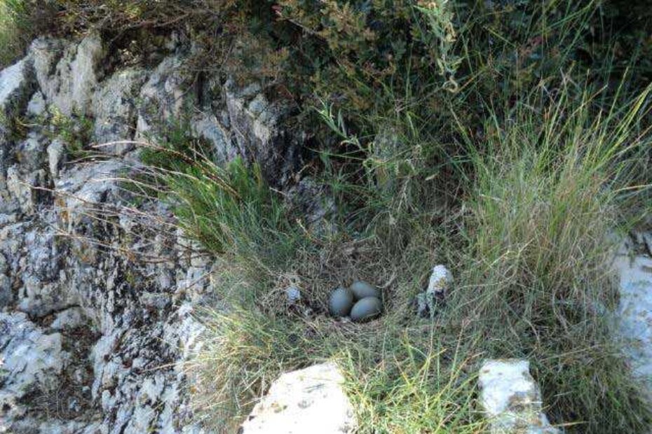 Postavljena lažna jaja